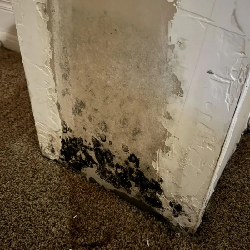 Professional Mold Removal in Hamilton County, TN